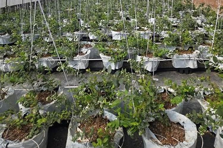 中国钾肥前十名上市公司