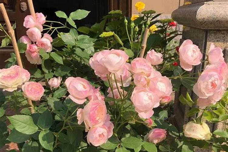 月季长花苞后怎么施肥