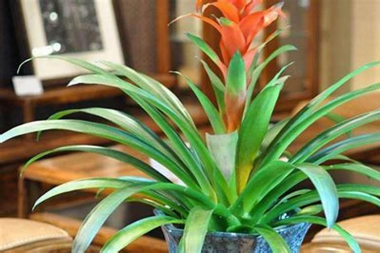 鸿运当头用什么肥料好