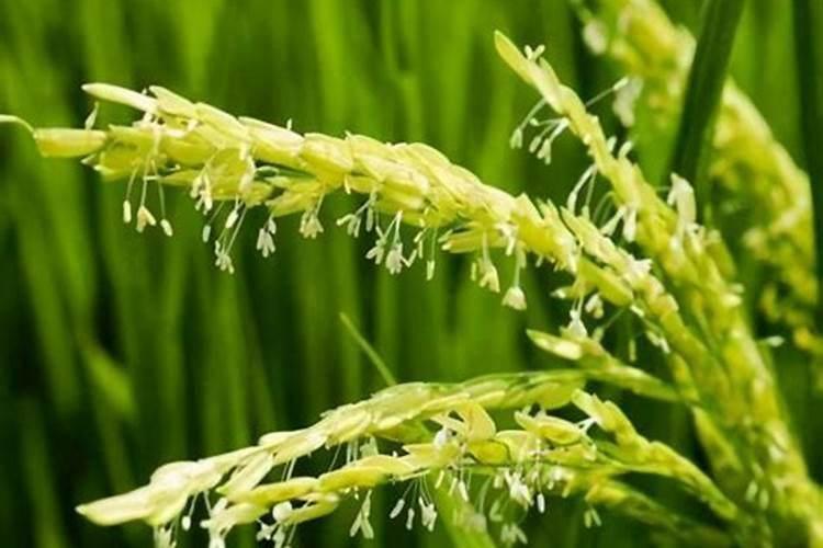 多肉用什么土养比较好,如何自制