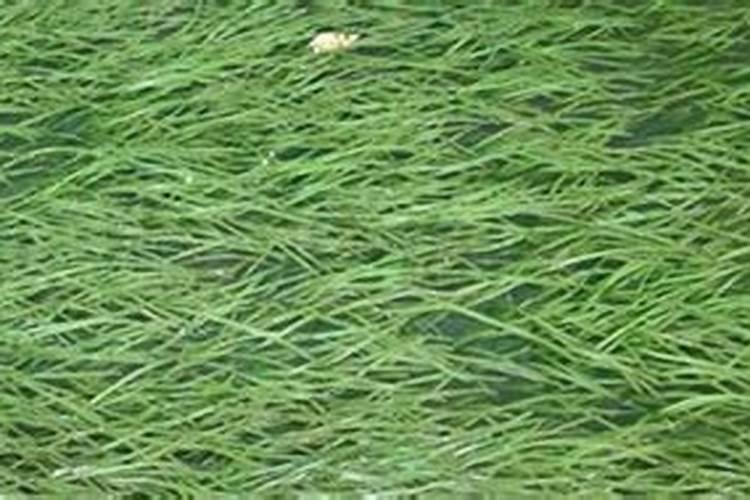 穿心莲提取物繁殖方法