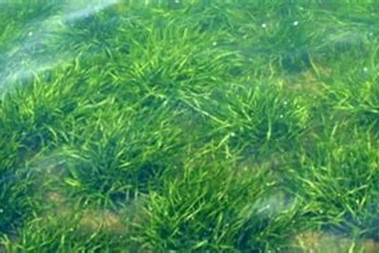 养水草加什么肥料