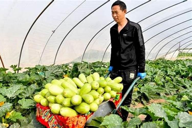 水稻穗肥什么时候施好