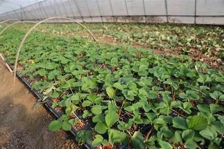 中药材半夏用什么肥料可以生根？中药材半夏壮根肥什么时候施肥？