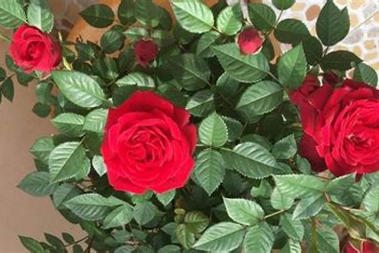 月季夏天用三元复合肥好还是豆粕有机肥好