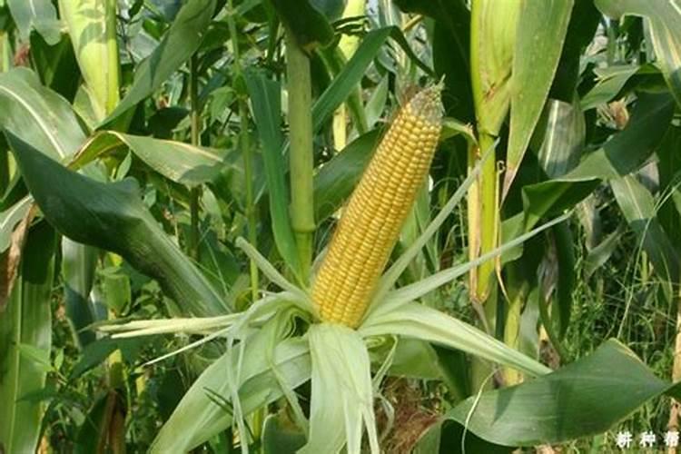 玉米肥料怎样施效果好