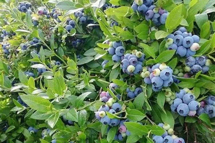 果树缺镁,怎么办？