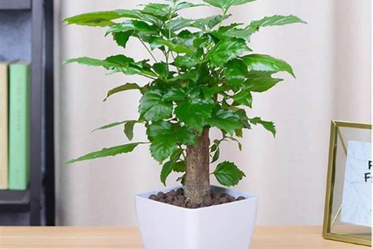 生姜的钾肥是什么