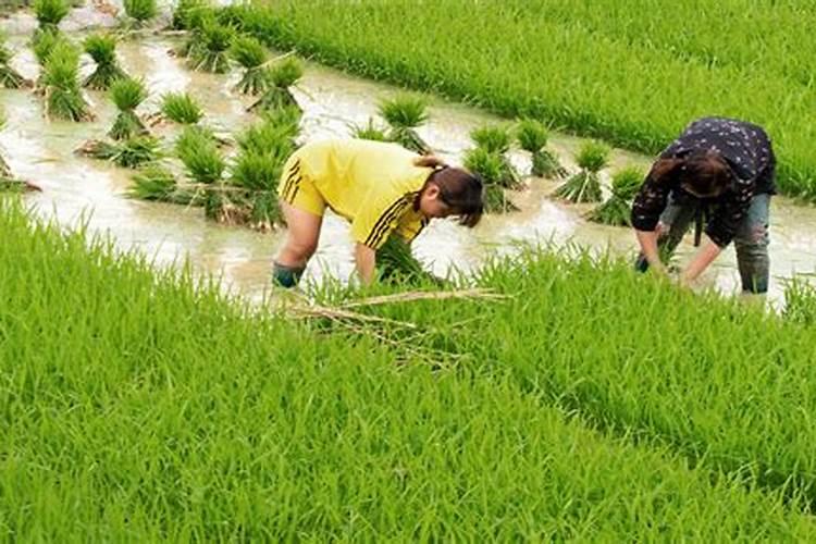 钙镁磷肥怎样用效果好 钙镁磷肥使用注意事项有哪些