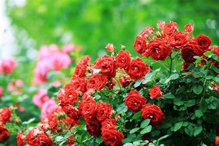 月季开花时能施肥吗