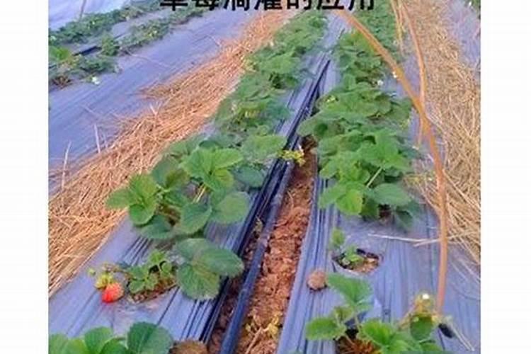 冲施肥滴灌稀释倍数