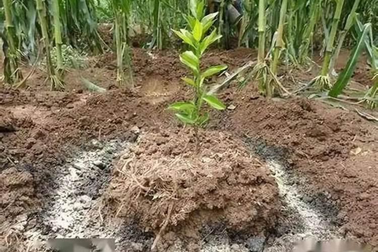 土地施肥过量怎么补救