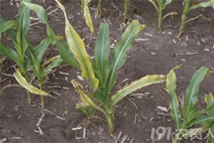 缺少氮肥叶片的症状