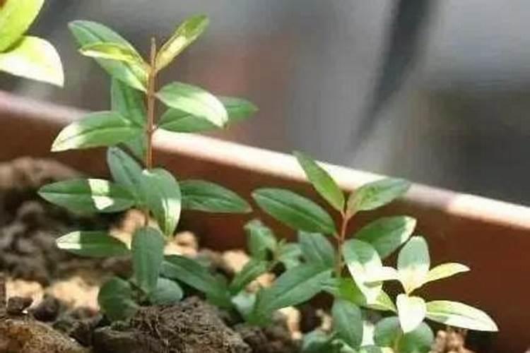 石榴树用什么肥料最好