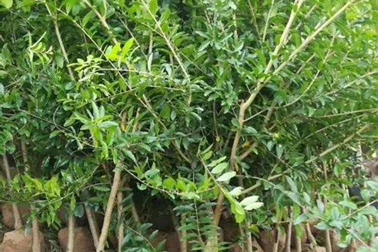 石榴最好的肥料是什么？