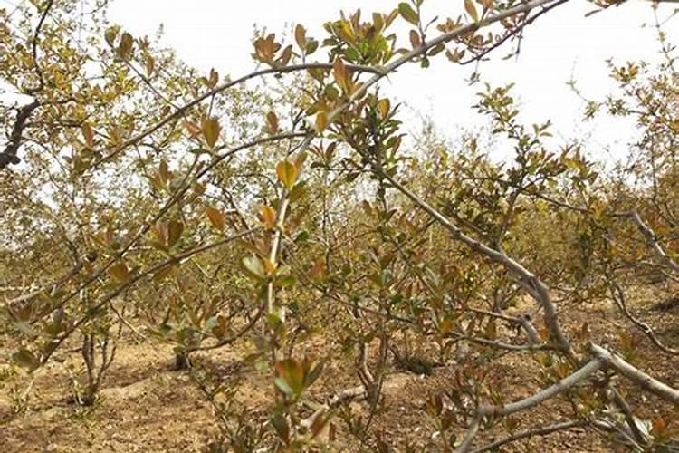 石榴施什么肥最好