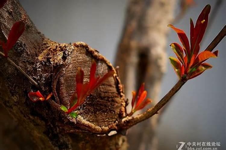 请教各位老师 2个月前移栽到院子里的大石榴树(刚发小芽)能施肥吗