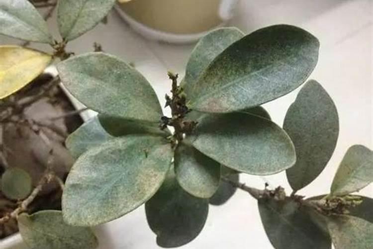 草莓适合用什么肥料？