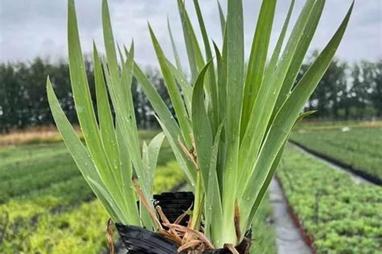 巴西鸢尾怎施肥