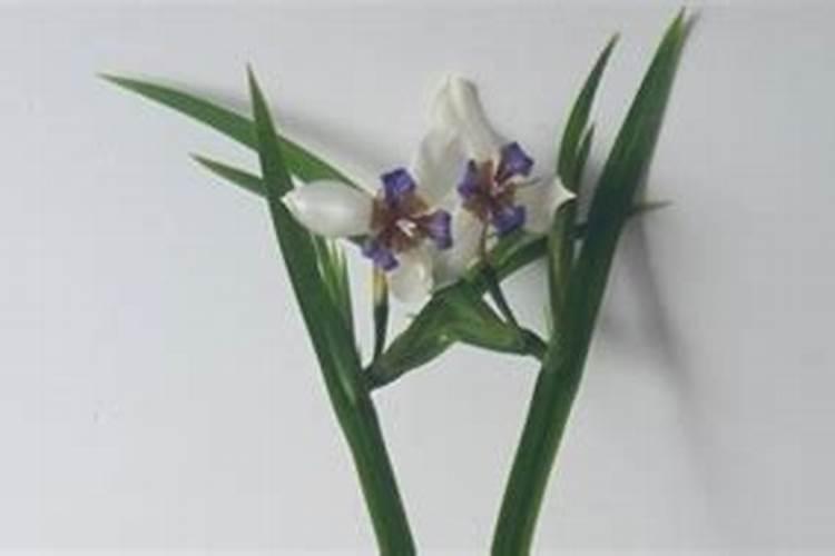 鸢尾养护方法(鸢尾养护全攻略,让美丽绽放的秘诀)