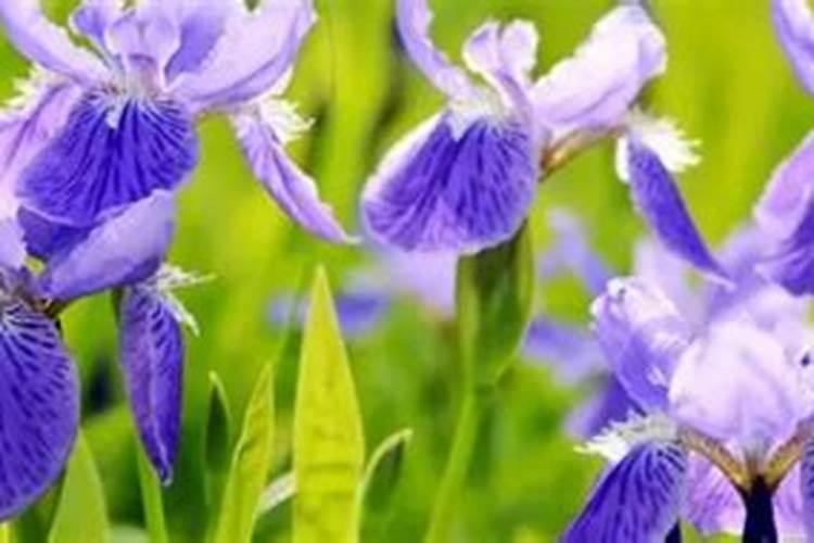 鸢尾花怎么快速开花