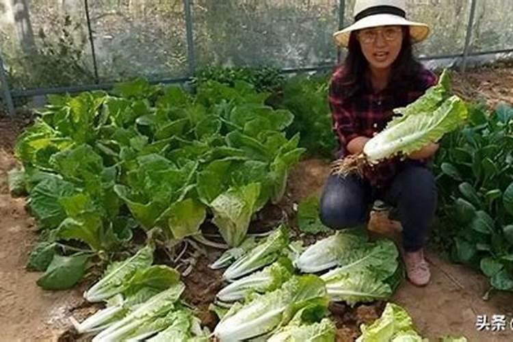 尿素浇菜最佳方法