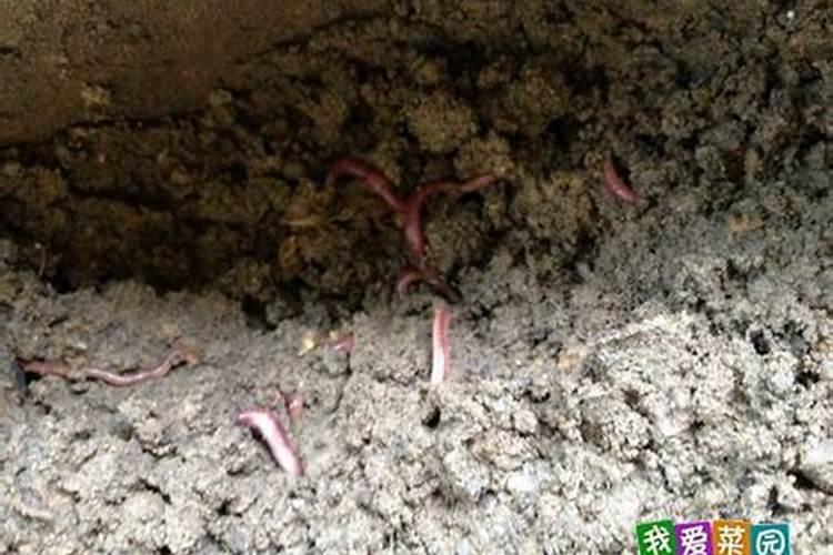 果酸可以泡蚯蚓吗