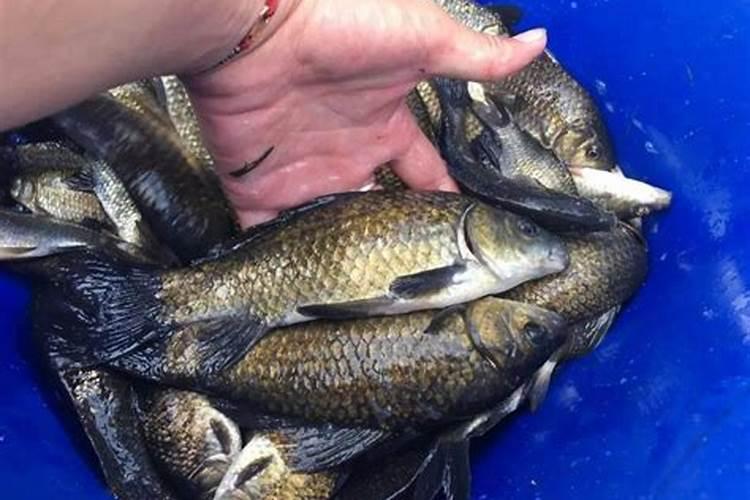 蚯蚓加什么小药钓鲫鱼