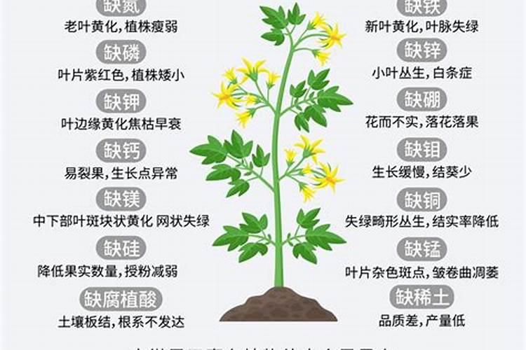 有机水溶肥料叶面肥喷施时加点磷酸二氢钾行不行