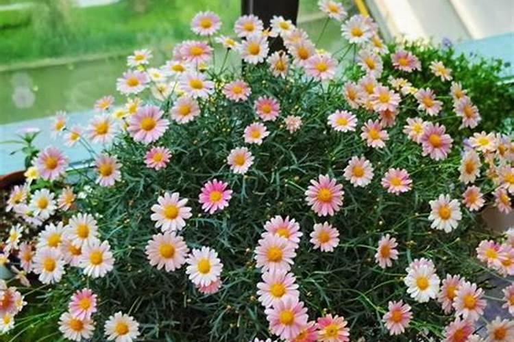 玛格丽特花怎么养