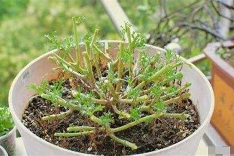 玛格丽特菊花怎么养