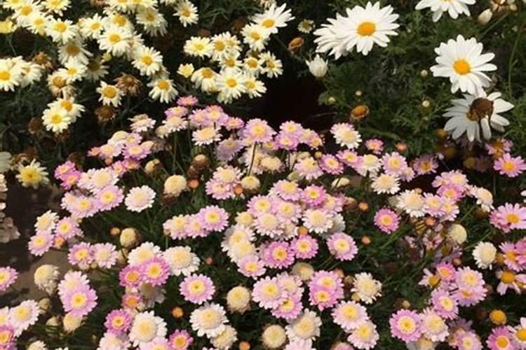 玛格丽特花怎么养
