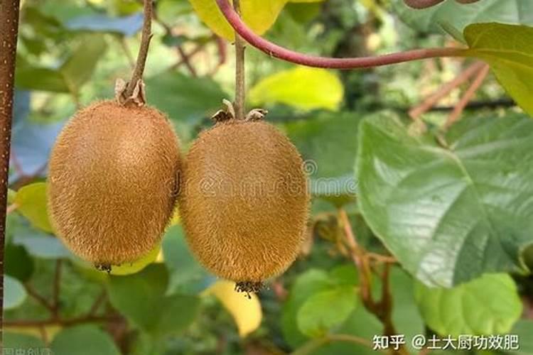 猕猴桃幼果膨大期氮磷钾怎么施肥更合理