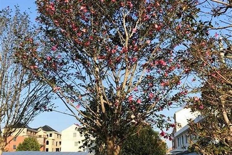 茶梅花怎么养殖？