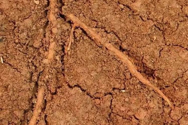 温室内的土地是纯沙土地,漏肥漏水严重,怎样改造？