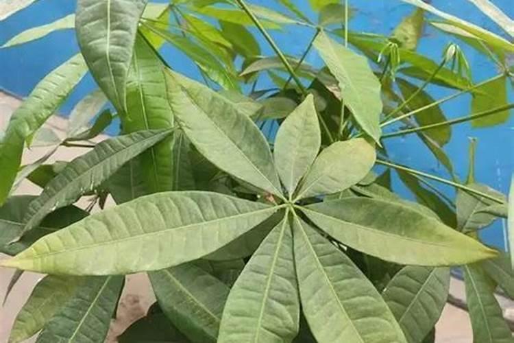 发财树冬天用什么肥料