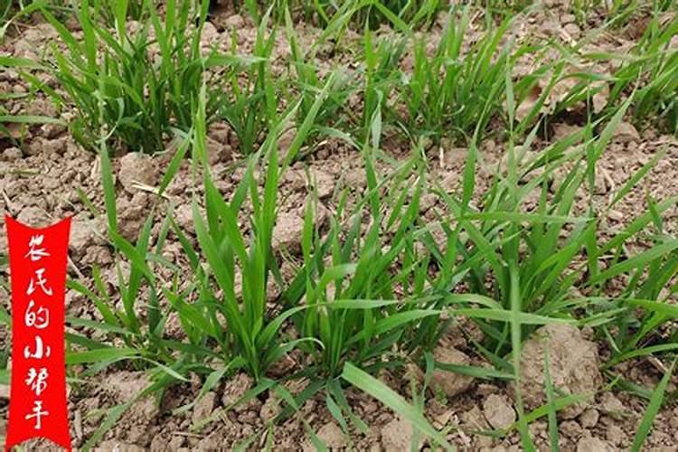 小麦打过除草剂后几天能施肥