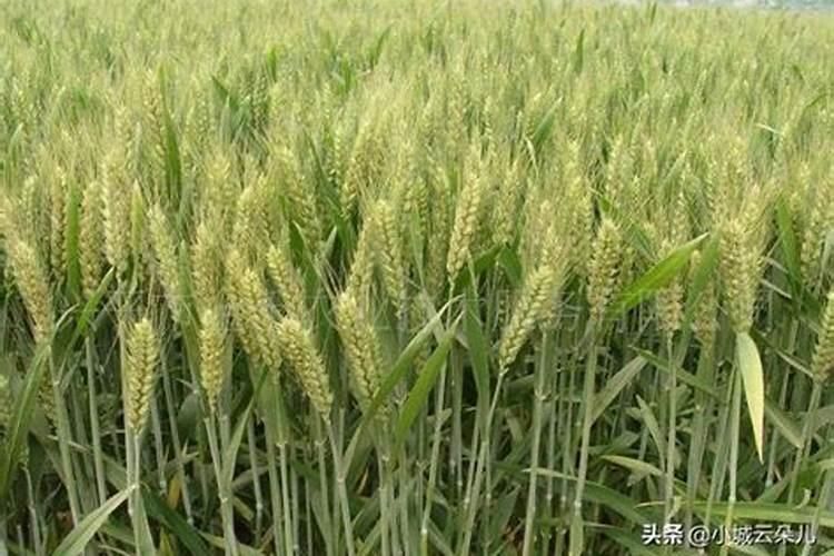 黑色的肥料是什么肥