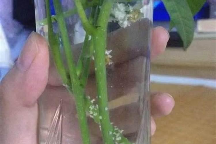 饼肥能与柳树枝泡水混用吗？