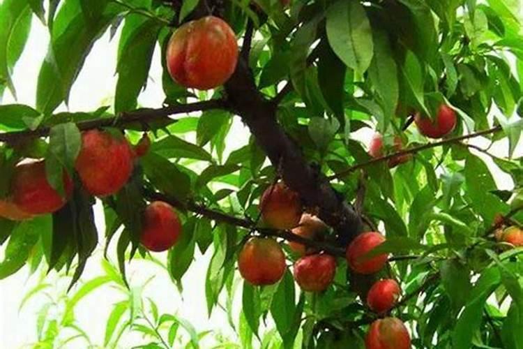 桃树膨大期追施什么肥料好？桃树结果期追肥用什么肥料好？