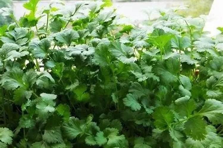 爱多收与芸苔素十细胞分裂素同用吗