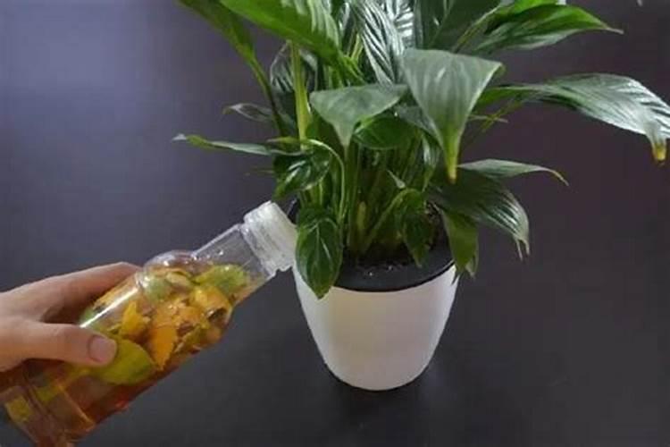 中药渣当肥料或花土吗