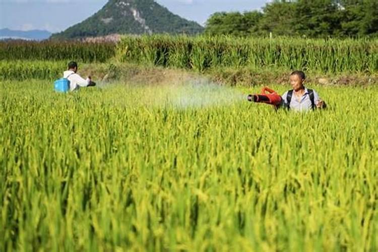 给家里的花浇水的时候,磷酸二氢钾一克需要兑多少水