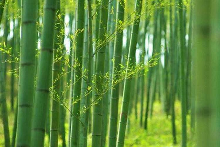 竹子叶子发黄怎么补救,防晒及时浇水追施肥