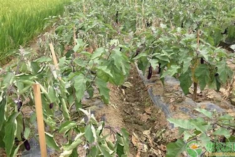 茄子青枯病怎么治疗。