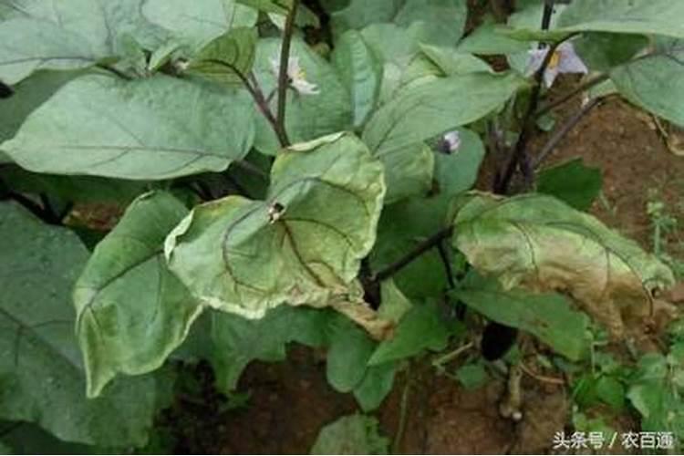 蜡质芽孢杆菌是什么