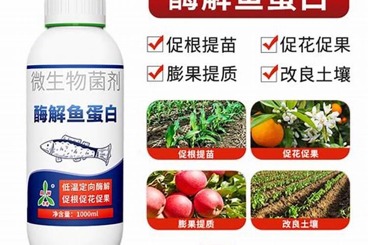 大棚柿子用哪种冲施肥比较好