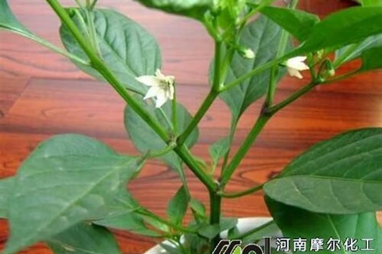 辣椒用哪种水溶肥效果好？辣椒用什么叶面肥效果好？