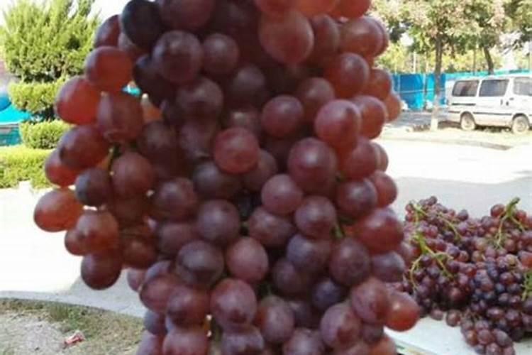 土豆施什么水溶肥？