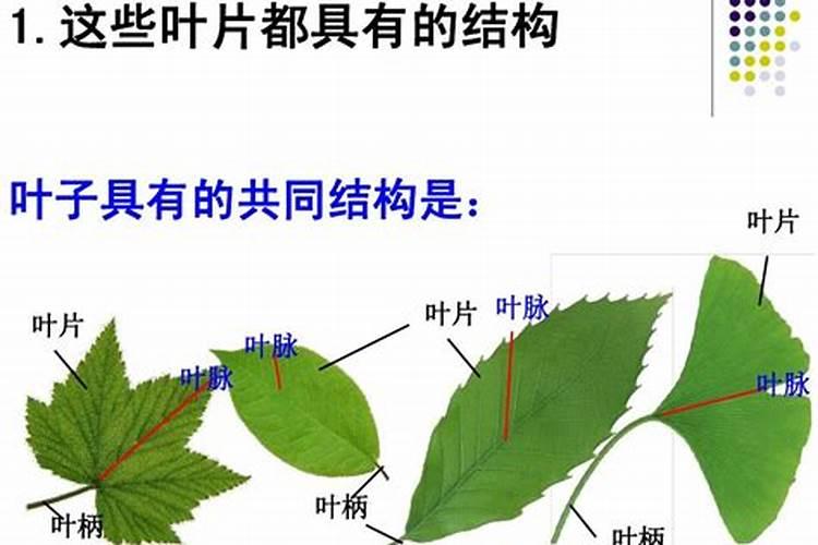 望秋氨基酸叶面肥作用与功效